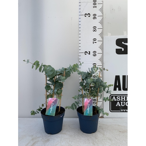 65 - TWO EUCALYPTUS CINEREA 'SILVER DOLLAR' ON A FRAME IN 2 LITRE POTS  APPROX 45CM IN HEIGHT WITH CARDS ... 