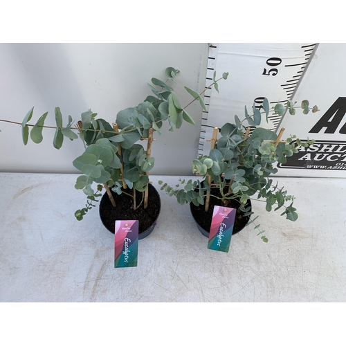 65 - TWO EUCALYPTUS CINEREA 'SILVER DOLLAR' ON A FRAME IN 2 LITRE POTS  APPROX 45CM IN HEIGHT WITH CARDS ... 