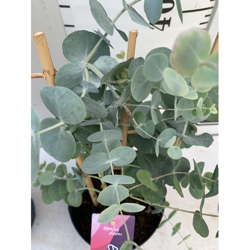 65 - TWO EUCALYPTUS CINEREA 'SILVER DOLLAR' ON A FRAME IN 2 LITRE POTS  APPROX 45CM IN HEIGHT WITH CARDS ... 