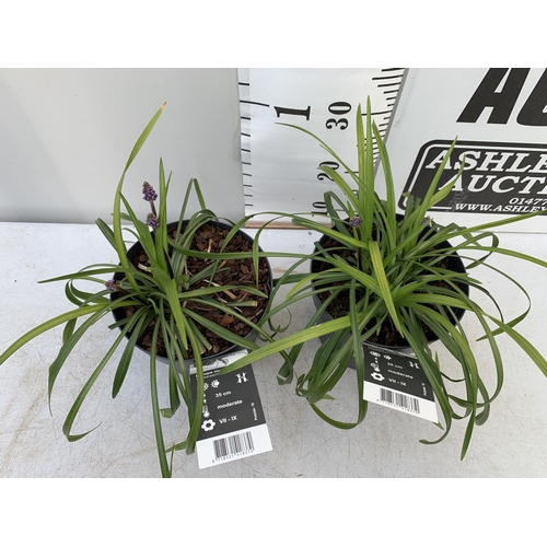 72 - TWO HARDY ORNAMENTAL GRASSES LIRIOPE MUSCARI 'INGWERSEN' IN FLOWER IN 3 LTR POTS APPROX 40CM IN HEIG... 