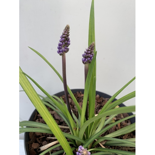 72 - TWO HARDY ORNAMENTAL GRASSES LIRIOPE MUSCARI 'INGWERSEN' IN FLOWER IN 3 LTR POTS APPROX 40CM IN HEIG... 