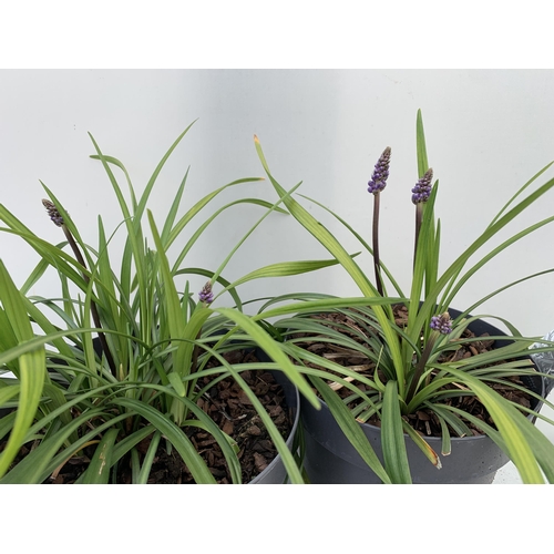 72 - TWO HARDY ORNAMENTAL GRASSES LIRIOPE MUSCARI 'INGWERSEN' IN FLOWER IN 3 LTR POTS APPROX 40CM IN HEIG... 