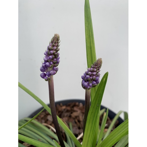 72 - TWO HARDY ORNAMENTAL GRASSES LIRIOPE MUSCARI 'INGWERSEN' IN FLOWER IN 3 LTR POTS APPROX 40CM IN HEIG... 