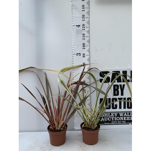 77 - TWO LARGE PHORMIUM TENAX 'EVENING GLOW' AND 'CREAM DELIGHT' APPROX 90CM IN HEIGHT IN 3 LTR POTS PLUS... 