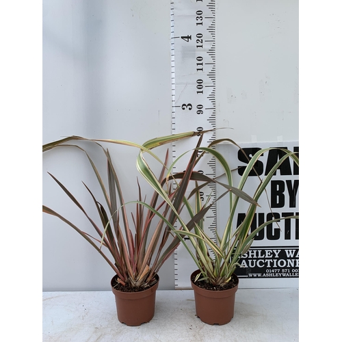 77 - TWO LARGE PHORMIUM TENAX 'EVENING GLOW' AND 'CREAM DELIGHT' APPROX 90CM IN HEIGHT IN 3 LTR POTS PLUS... 