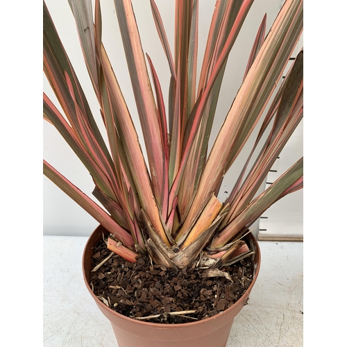 77 - TWO LARGE PHORMIUM TENAX 'EVENING GLOW' AND 'CREAM DELIGHT' APPROX 90CM IN HEIGHT IN 3 LTR POTS PLUS... 