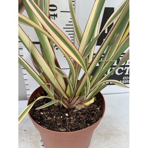 77 - TWO LARGE PHORMIUM TENAX 'EVENING GLOW' AND 'CREAM DELIGHT' APPROX 90CM IN HEIGHT IN 3 LTR POTS PLUS... 