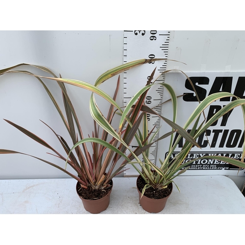 77 - TWO LARGE PHORMIUM TENAX 'EVENING GLOW' AND 'CREAM DELIGHT' APPROX 90CM IN HEIGHT IN 3 LTR POTS PLUS... 