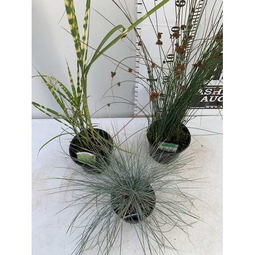 80 - THREE MIXED ORNAMENTAL GRASSES TO INCLUDE ONE FESTUCA GLAUCA 'ELIJAH BLUE',MISCANTHUS 'GOLD BAR' AND... 