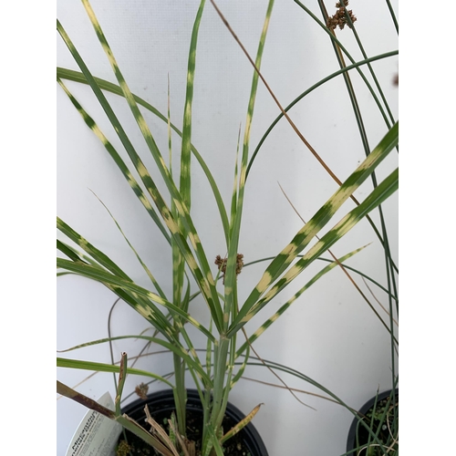 80 - THREE MIXED ORNAMENTAL GRASSES TO INCLUDE ONE FESTUCA GLAUCA 'ELIJAH BLUE',MISCANTHUS 'GOLD BAR' AND... 