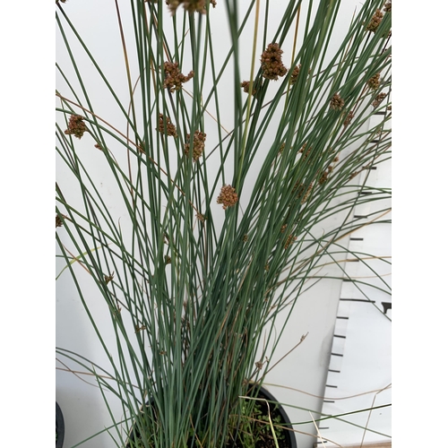 80 - THREE MIXED ORNAMENTAL GRASSES TO INCLUDE ONE FESTUCA GLAUCA 'ELIJAH BLUE',MISCANTHUS 'GOLD BAR' AND... 