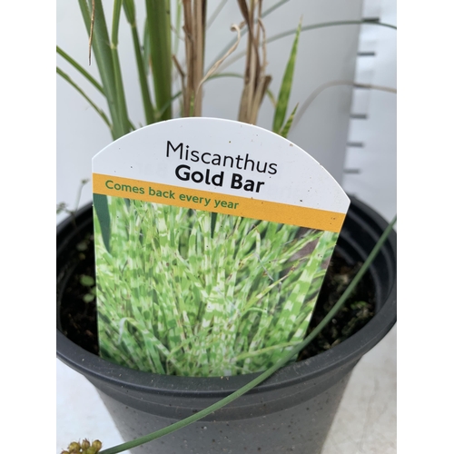 80 - THREE MIXED ORNAMENTAL GRASSES TO INCLUDE ONE FESTUCA GLAUCA 'ELIJAH BLUE',MISCANTHUS 'GOLD BAR' AND... 