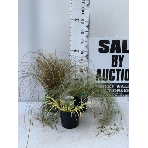 82 - THREE MIXED ORNAMENTAL GRASSES TO INCLUDE A CAREX 'MINT CURLS', AN ACORUS 'OGON' AND A CAREX 'FLAGEL... 