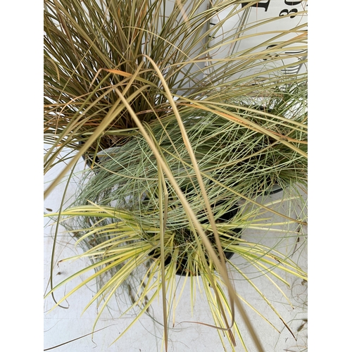 82 - THREE MIXED ORNAMENTAL GRASSES TO INCLUDE A CAREX 'MINT CURLS', AN ACORUS 'OGON' AND A CAREX 'FLAGEL... 