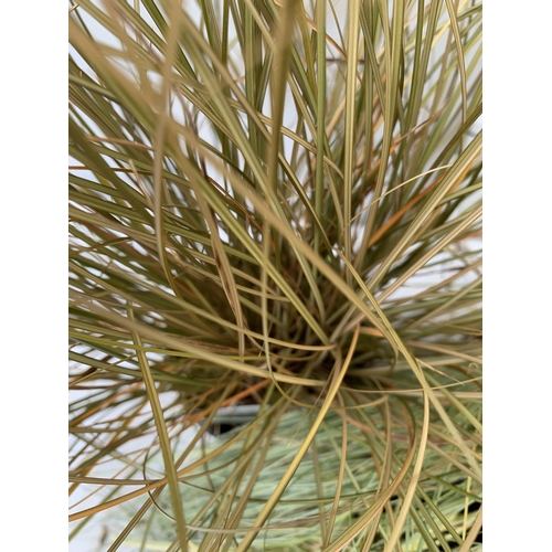 82 - THREE MIXED ORNAMENTAL GRASSES TO INCLUDE A CAREX 'MINT CURLS', AN ACORUS 'OGON' AND A CAREX 'FLAGEL... 