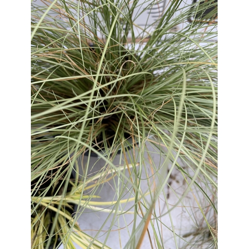 82 - THREE MIXED ORNAMENTAL GRASSES TO INCLUDE A CAREX 'MINT CURLS', AN ACORUS 'OGON' AND A CAREX 'FLAGEL... 