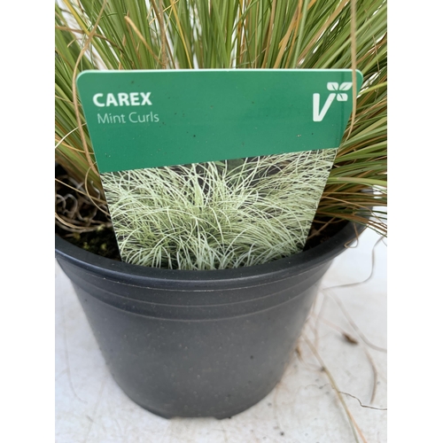 82 - THREE MIXED ORNAMENTAL GRASSES TO INCLUDE A CAREX 'MINT CURLS', AN ACORUS 'OGON' AND A CAREX 'FLAGEL... 