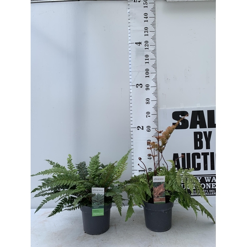 83 - TWO LARGE ELEGRASS FERNS POLYSTICHUM 'NEOLOBATUM' AND DRYOPTERIS 'KOIDZUMIANA' IN 3 LTR POTS 40-60CM... 