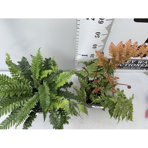 83 - TWO LARGE ELEGRASS FERNS POLYSTICHUM 'NEOLOBATUM' AND DRYOPTERIS 'KOIDZUMIANA' IN 3 LTR POTS 40-60CM... 