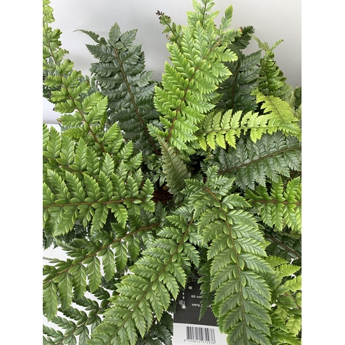 83 - TWO LARGE ELEGRASS FERNS POLYSTICHUM 'NEOLOBATUM' AND DRYOPTERIS 'KOIDZUMIANA' IN 3 LTR POTS 40-60CM... 