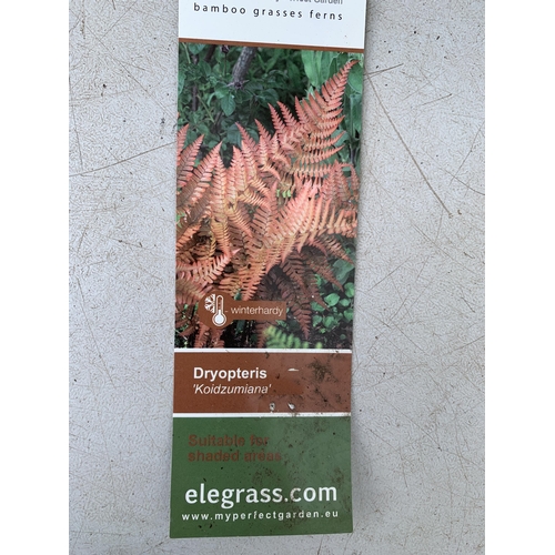 83 - TWO LARGE ELEGRASS FERNS POLYSTICHUM 'NEOLOBATUM' AND DRYOPTERIS 'KOIDZUMIANA' IN 3 LTR POTS 40-60CM... 