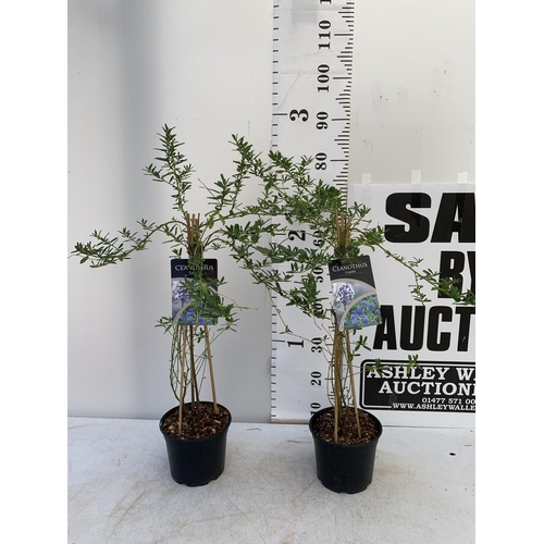 86 - TWO CEANOTHUS 'CONCHA' ON A PYRAMID FRAME IN 2 LTR POTS WITH CARD APPROX 80-90CM IN HEIGHT PLUS VAT ... 