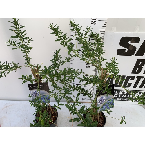 86 - TWO CEANOTHUS 'CONCHA' ON A PYRAMID FRAME IN 2 LTR POTS WITH CARD APPROX 80-90CM IN HEIGHT PLUS VAT ... 