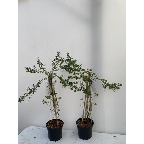 86 - TWO CEANOTHUS 'CONCHA' ON A PYRAMID FRAME IN 2 LTR POTS WITH CARD APPROX 80-90CM IN HEIGHT PLUS VAT ... 