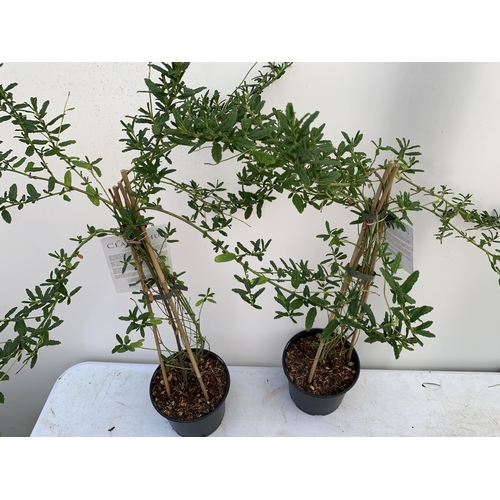 86 - TWO CEANOTHUS 'CONCHA' ON A PYRAMID FRAME IN 2 LTR POTS WITH CARD APPROX 80-90CM IN HEIGHT PLUS VAT ... 