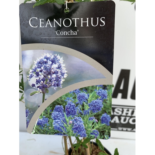 86 - TWO CEANOTHUS 'CONCHA' ON A PYRAMID FRAME IN 2 LTR POTS WITH CARD APPROX 80-90CM IN HEIGHT PLUS VAT ... 