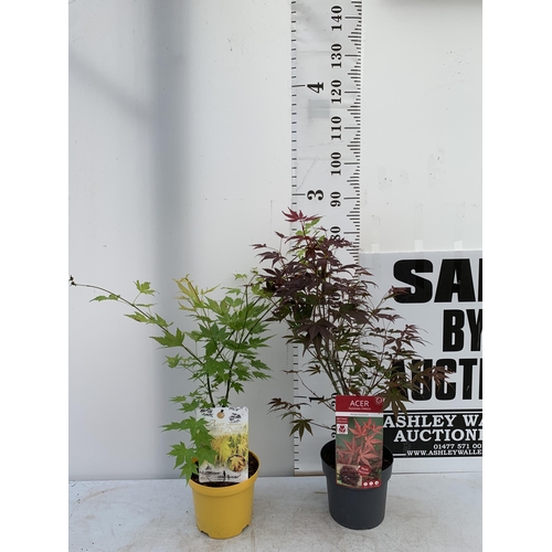 87 - TWO ACER PALMATUMS 'ATROPURPUREUM' AND 'ORANGE DREAM' IN 3 LTR POTS APPROX 70-80CM IN HEIGHT PLUS VA... 