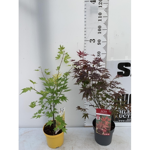 87 - TWO ACER PALMATUMS 'ATROPURPUREUM' AND 'ORANGE DREAM' IN 3 LTR POTS APPROX 70-80CM IN HEIGHT PLUS VA... 