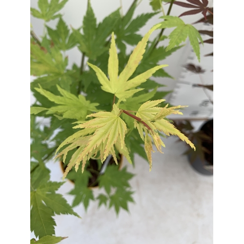 87 - TWO ACER PALMATUMS 'ATROPURPUREUM' AND 'ORANGE DREAM' IN 3 LTR POTS APPROX 70-80CM IN HEIGHT PLUS VA... 