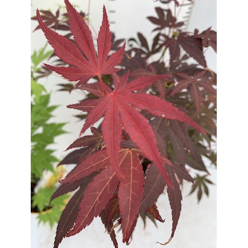 87 - TWO ACER PALMATUMS 'ATROPURPUREUM' AND 'ORANGE DREAM' IN 3 LTR POTS APPROX 70-80CM IN HEIGHT PLUS VA... 