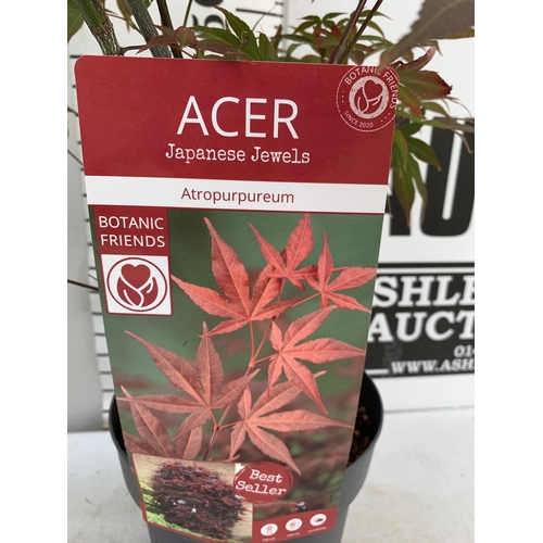 87 - TWO ACER PALMATUMS 'ATROPURPUREUM' AND 'ORANGE DREAM' IN 3 LTR POTS APPROX 70-80CM IN HEIGHT PLUS VA... 