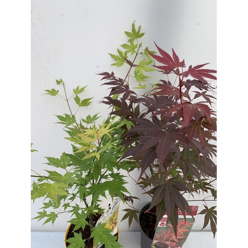 87 - TWO ACER PALMATUMS 'ATROPURPUREUM' AND 'ORANGE DREAM' IN 3 LTR POTS APPROX 70-80CM IN HEIGHT PLUS VA... 