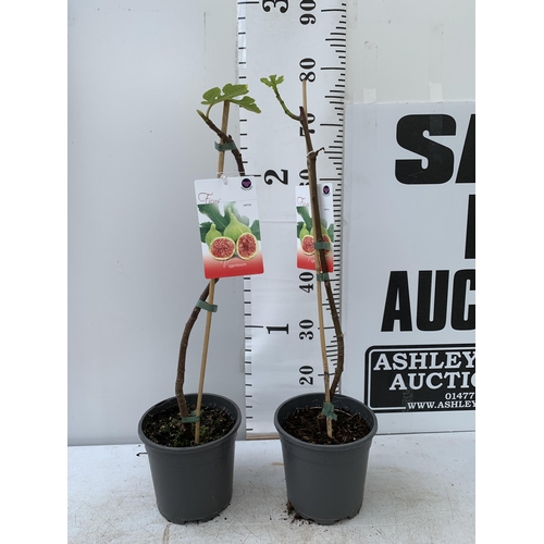 95 - TWO FIG FICUS CARICA IN 2 LTR POTS APPROX 80CM IN HEIGHT NO VAT TO BE SOLD FOR THE TWO