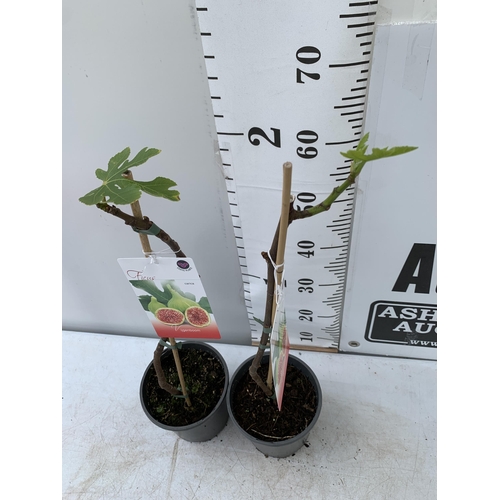 95 - TWO FIG FICUS CARICA IN 2 LTR POTS APPROX 80CM IN HEIGHT NO VAT TO BE SOLD FOR THE TWO