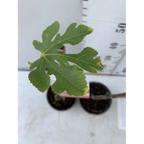 95 - TWO FIG FICUS CARICA IN 2 LTR POTS APPROX 80CM IN HEIGHT NO VAT TO BE SOLD FOR THE TWO