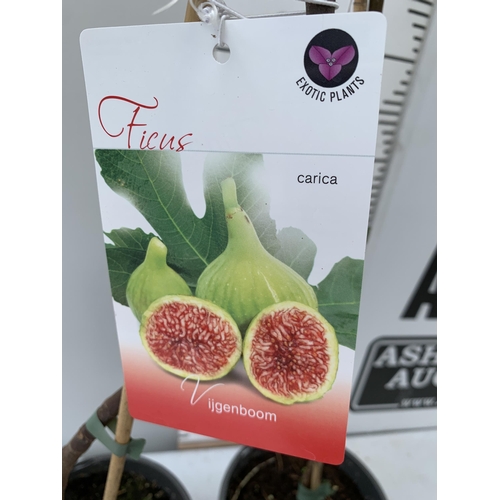 95 - TWO FIG FICUS CARICA IN 2 LTR POTS APPROX 80CM IN HEIGHT NO VAT TO BE SOLD FOR THE TWO