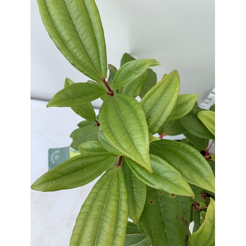 97 - TWO VIBURNUM 'DAVIDII' IN 2 LTR POTS APPROX 50-60CM IN HEIGHT TO BE SOLD FOR THE TWO PLUS VAT