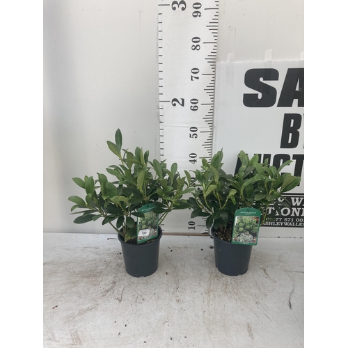 109 - TWO SKIMMIA JAPONICA FINCHY APPROXIMATELY 40CM TALL TO BE SOLD FOR THE TWO PLUS VAT