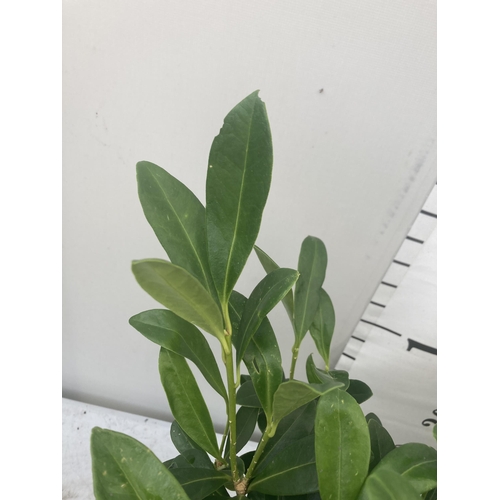 109 - TWO SKIMMIA JAPONICA FINCHY APPROXIMATELY 40CM TALL TO BE SOLD FOR THE TWO PLUS VAT