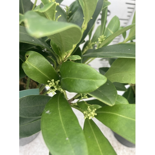 109 - TWO SKIMMIA JAPONICA FINCHY APPROXIMATELY 40CM TALL TO BE SOLD FOR THE TWO PLUS VAT