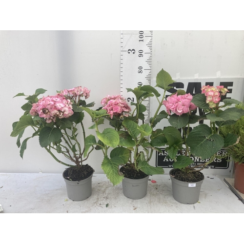 121 - THREE PINK HYDRANGEA BUSHES APPROXIMATELY 60CM TALL TO BE SOLD FOR THE THREE PLUS VAT