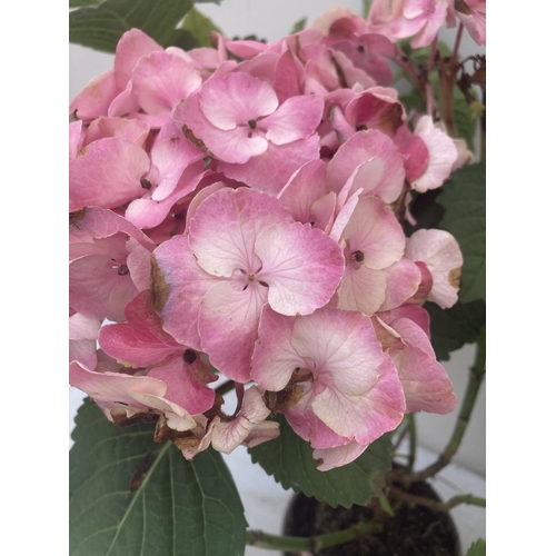 121 - THREE PINK HYDRANGEA BUSHES APPROXIMATELY 60CM TALL TO BE SOLD FOR THE THREE PLUS VAT