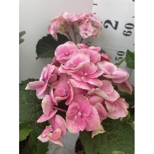 121 - THREE PINK HYDRANGEA BUSHES APPROXIMATELY 60CM TALL TO BE SOLD FOR THE THREE PLUS VAT