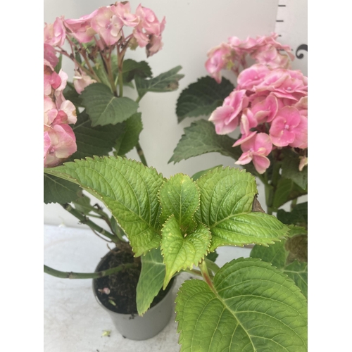 121 - THREE PINK HYDRANGEA BUSHES APPROXIMATELY 60CM TALL TO BE SOLD FOR THE THREE PLUS VAT