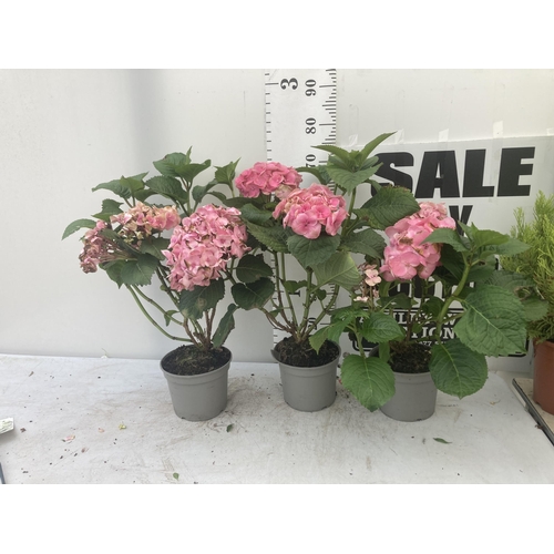 122 - THREE PINK HYDRANGEA BUSHES APPROXIMATELY 60CM TALL TO BE SOLD FOR THE THREE PLUS VAT