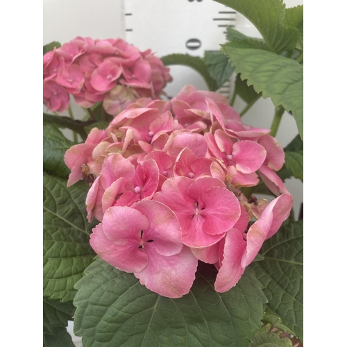 122 - THREE PINK HYDRANGEA BUSHES APPROXIMATELY 60CM TALL TO BE SOLD FOR THE THREE PLUS VAT